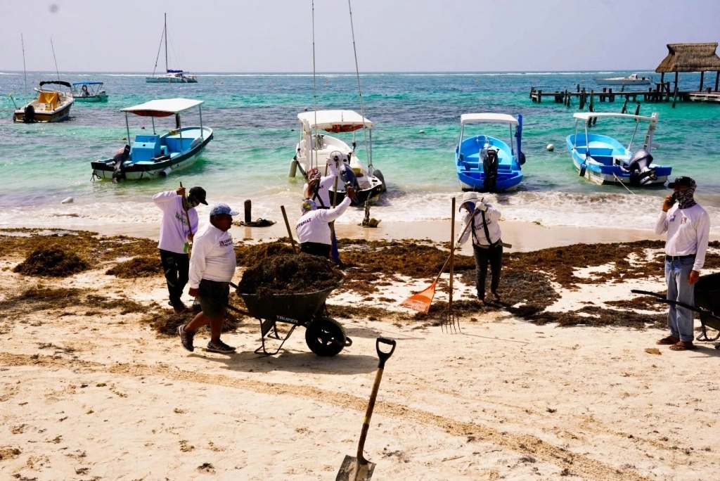 Trabajadores del sector turístico limpian las playas de sargazo, el 9 de julio de 2024. Foto Elizabeth Ruiz / Cuartoscuro / La Jornada