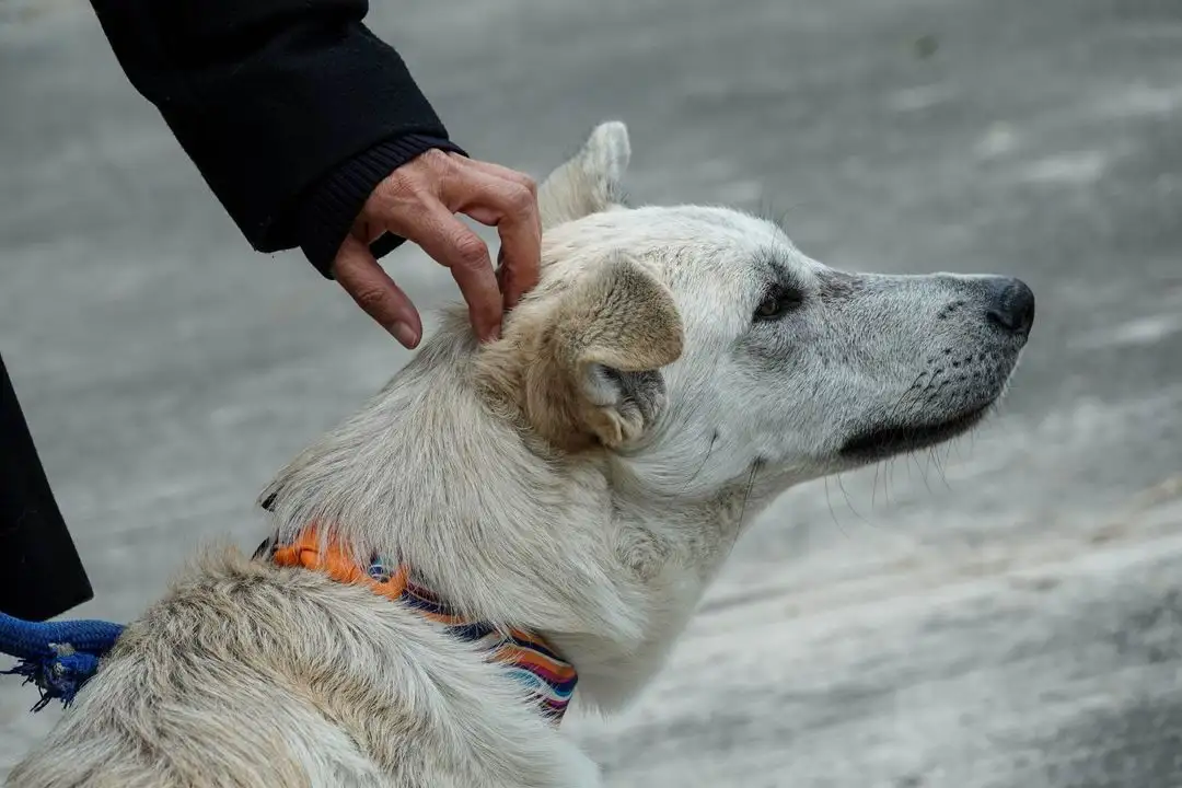 La SSC – CDMX señala que el canino “arribó cojeando” al supermercado. Foto 
