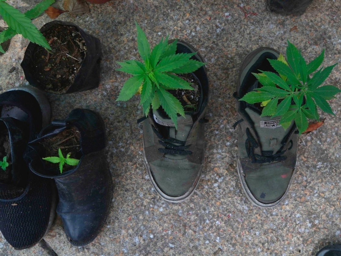 Marihuana plantada en zapatos en el jardín Luis Pasteur, que se encuentra en la puerta uno del Senado de la República. Foto Alfredo Domínguez / Archivo