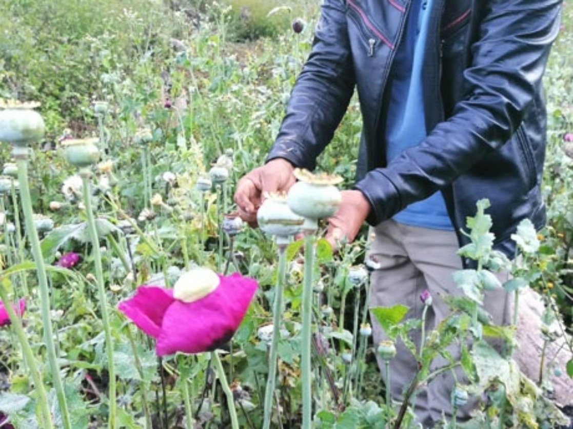 En una asamblea comunitaria, campesinos amapoleros de 19 localidades de San Miguel Totolapan, Ajuchitlán, Tecpan y Atoyac de Álvarez, en Tierra Caliente, demandaron ser incluidos en el programa federal Sembrando Vida, para dejar de cultivar el opiáceo, base de la heroína. Foto Sergio Ocampo