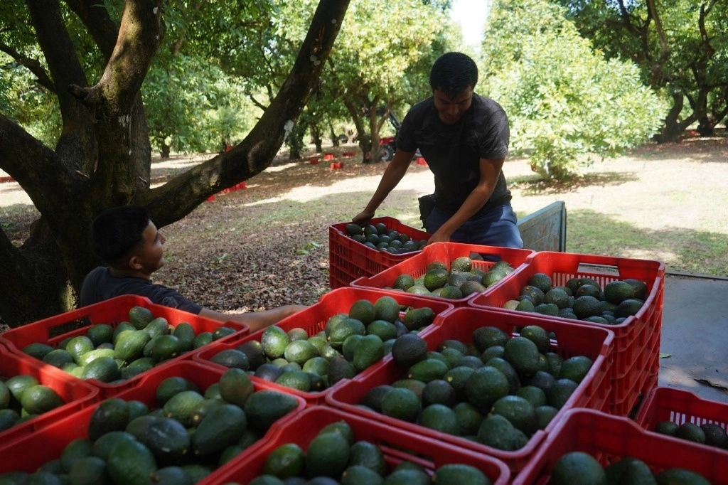 De 2018 a 2023 se perdieron en Michoacán 30 mil hectáreas de zonas arboladas. Foto Cuartoscuro / Archivo
