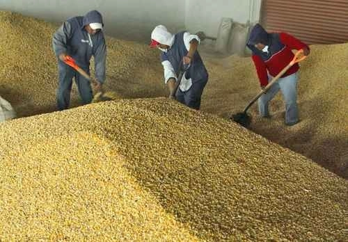 El precio de garantía de maíz en el ciclo agrícola pasado fue de 6 mil 805 pesos por tonelada. Foto José Carlo González / archivo 