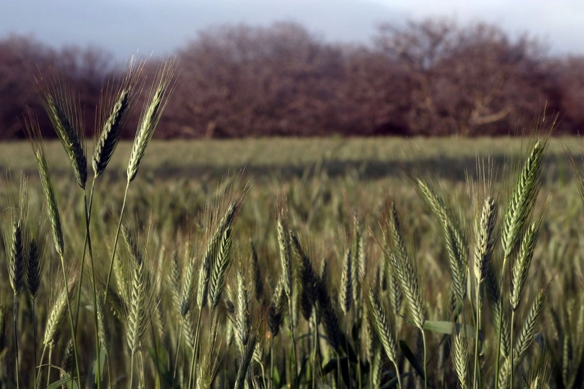 Campo de trigo en Juchitepec, estado de México. Foto 