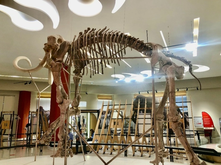 El esqueleto actualmente se encuentra en exhibición en la sala 2 del Museo y fue encontrado en lo que actualmente alberga el estacionamiento de Ala de Combate dentro de la base aérea militar de Santa Lucía, y corresponde al hallazgo número 139. Su recuperación implicó dos meses de trabajo. Foto Javier Salinas 
