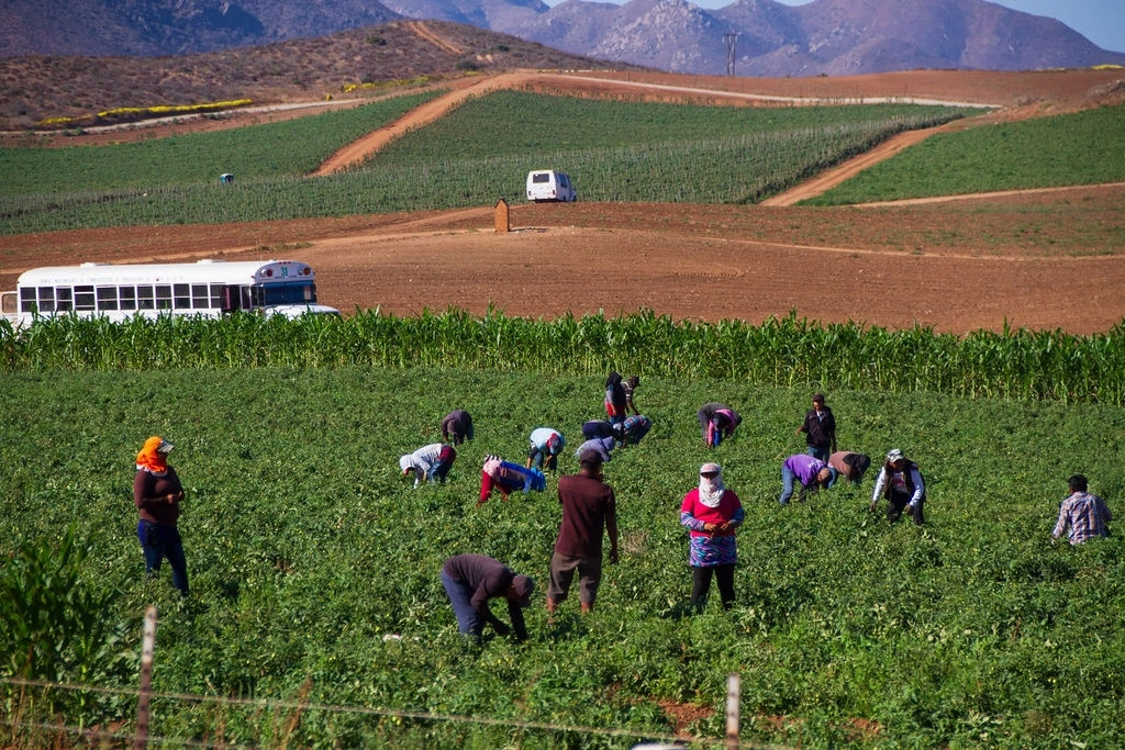 Jornaleros durante la temporada de cosechas en campos agrícolas de San Quintín, Baja California. Imagen de archivo. Foto Édgar Lima / 'La Jornada BC'