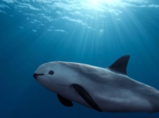 Ejemplar de la vaquita marina. Foto Archivo