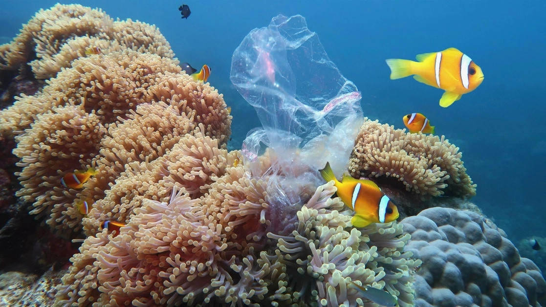 Oceana recalcó que se debe considerar que 1.7 millones de mexicanos viven en comunidades, principalmente rurales, vinculadas a las ANP y dependen de la protección de recursos naturales, turísticos, pesqueros y culturales que deben conservarse para que puedan seguir dando sustento a estas familias. Foto tomada del Twitter de @oceana / Archivo
