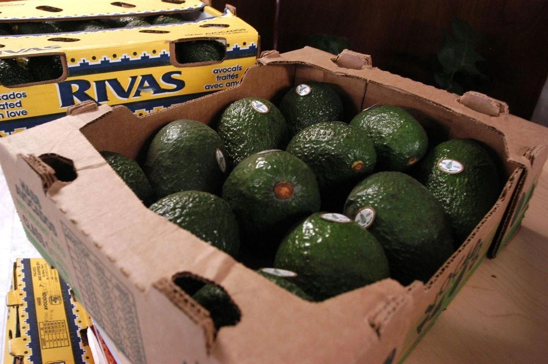 La Sader informó que ocho municipios del país obtienen el certificado de cultivos de aguacate libre de plagas. Foto 