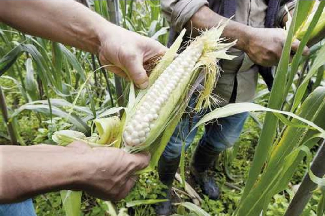 Entre 2020 y 2021 se produjeron en el país unos 28 millones de toneladas de maíz, la mayor parte blanco. Foto Afp / Archivo 
