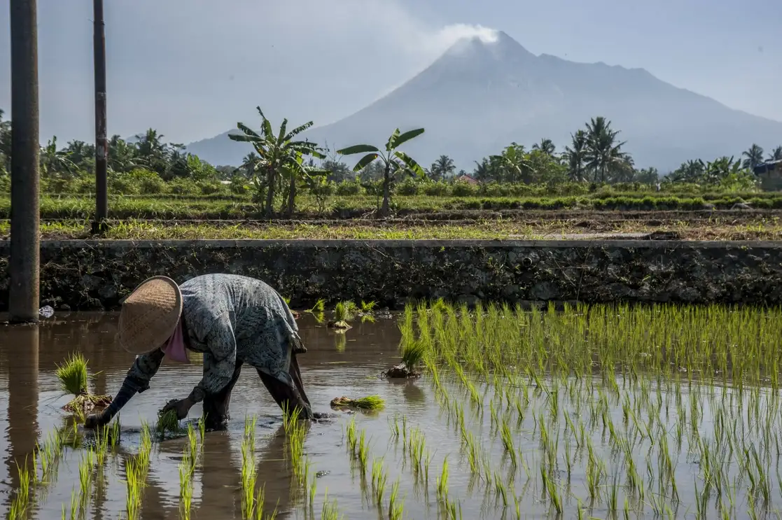Un agricultor trabaja en un campo de arroz en Indonesia. Foto Xinhua.
