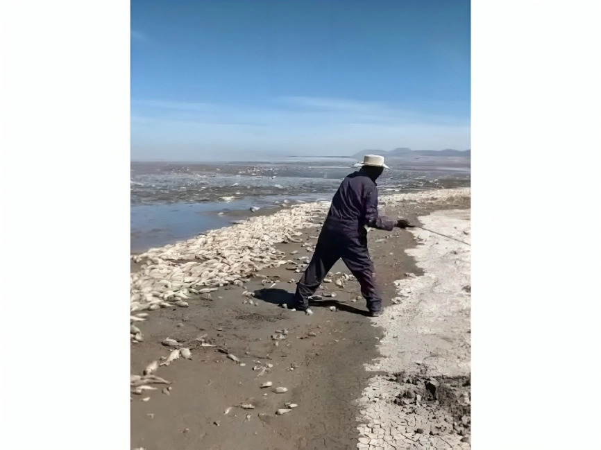 Autoridades de Chihuahua ofrecen empleo temporal para realizar jornadas de limpia de la Laguna de Bustillos donde se registró la mortandas de peces. Foto La Jornada