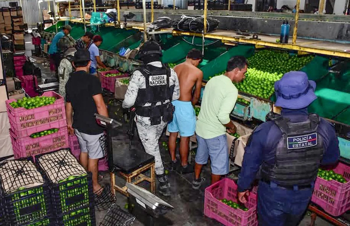  Un centenar de elementos del Ejército, Guardia Nacional y policía estatal realizaron patrullajes en huertas y empresas empacadoras de limón en Apatzingán y Buenavista con el objetivo de evitar que los limoneros sigan siendo víctima de extorsiones por parte del crimen. Foto 
