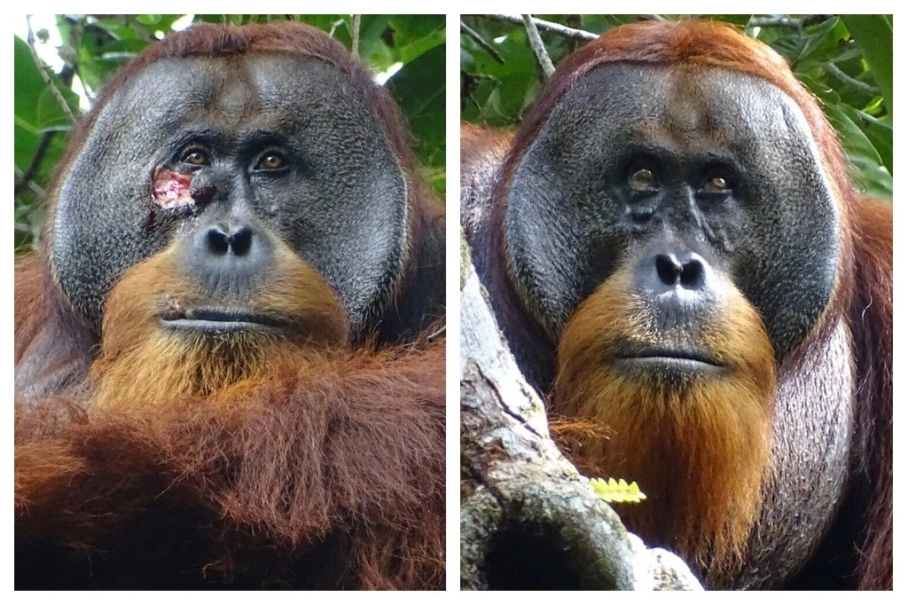 Según la primatóloga y bióloga cognitiva Isabelle Laumer, el orangután masticó las hojas de la planta para producir un líquido que Rakus untó repetidamente en la herida y luego aplicó el material vegetal masticado directamente sobre la lesión, de forma muy parecida a los emplastos médicos para curarse. Foto Armas, fundación Safruddin / Suaq vía Ap