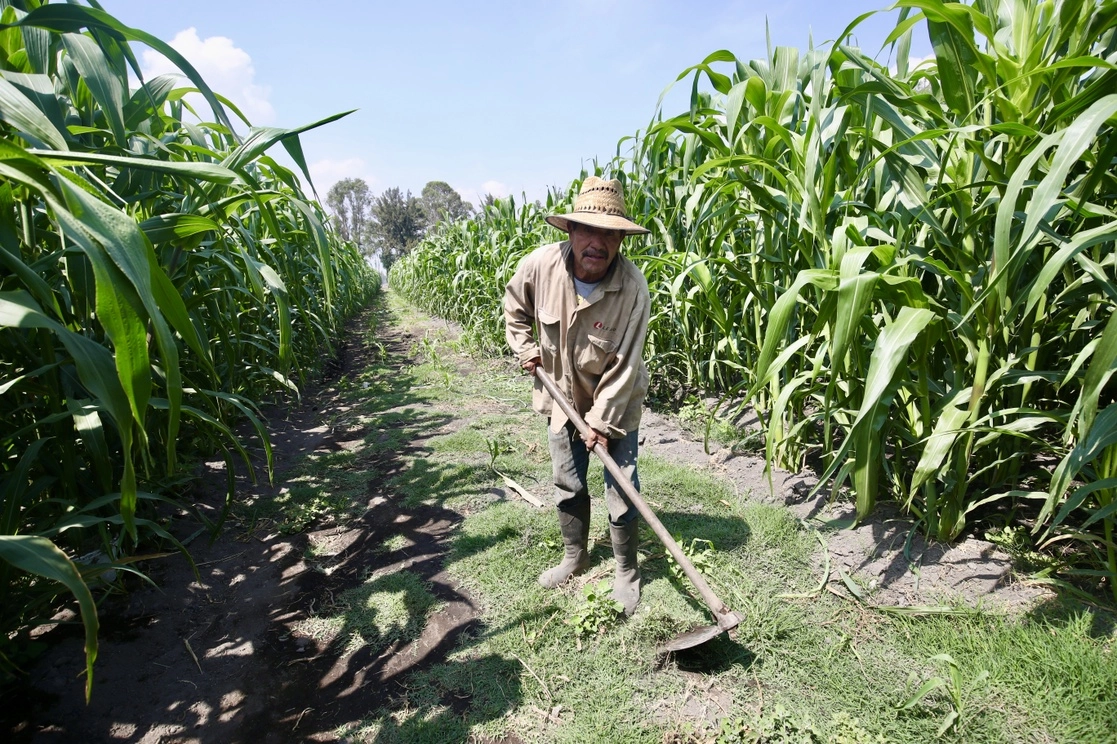 Ejidatario trabaja en sus tierras en San Juan Ixtayopan, en la alcaldía Tláhuac, Ciudad de México. Foto Luis Castillo / Archivo
