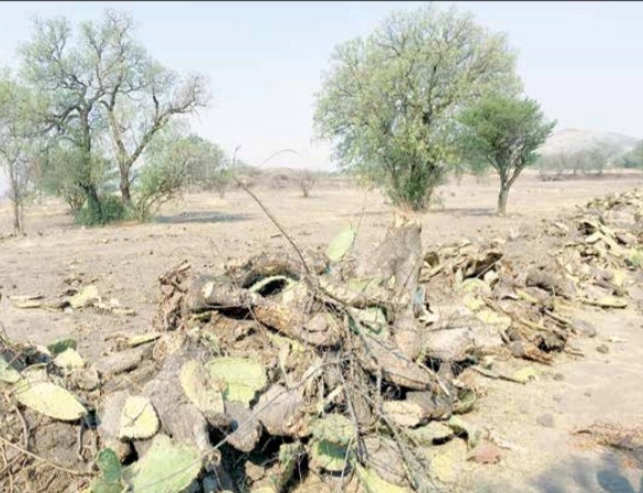 El Consejo Internacional de Monumentos y Sitios, organismo de la Unesco, demandó a
las autoridades mexicanas detener la destrucción arqueológica en un predio de siete hectáreas
en Oztoyahualco, estado de México. Foto Javier Salinas Cesáreo