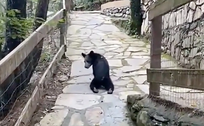 Un osezno fue baleado en el poblado de Ciénega de González, municipio de Santiago, Nuevo León. La imagen es una captura de un video difundido en redes sociales.