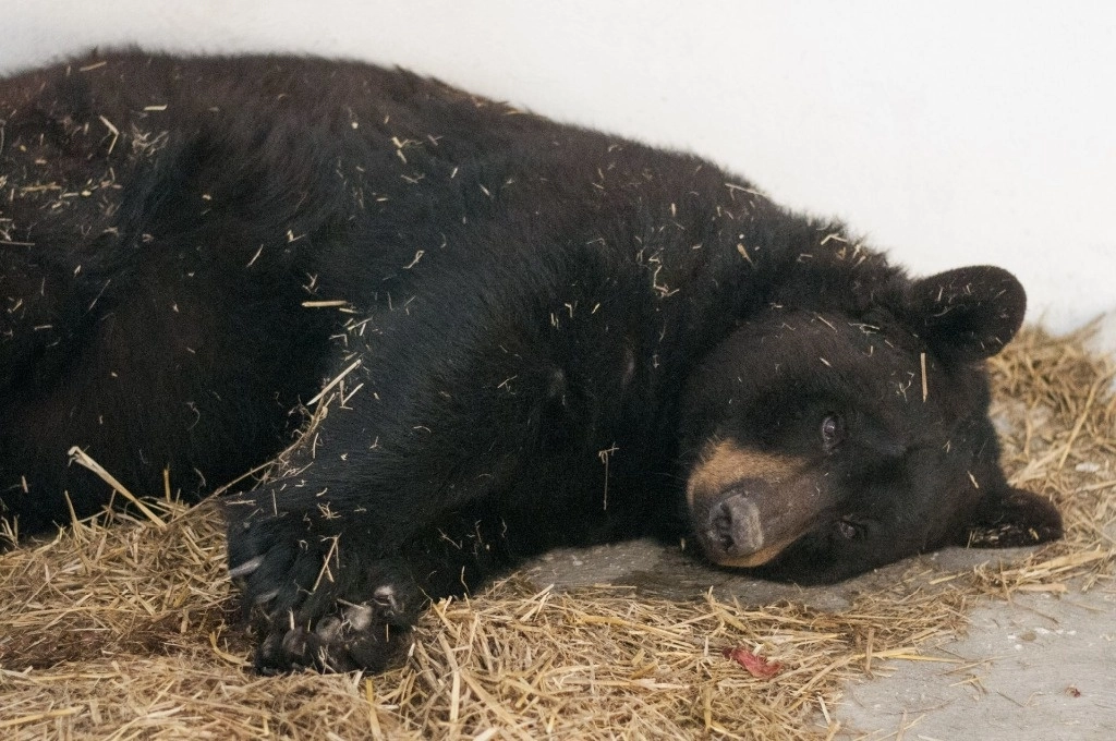 El oso fue captado buscando alimento en el complejo turístico Apple Tree Cabañas, en la comunidad de La Ciénega. Foto Cuartoscuro / Archivo