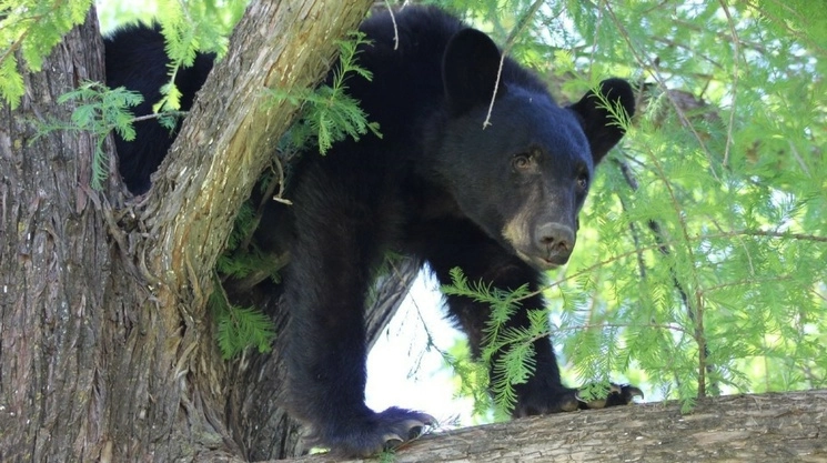 El oso negro ingresó a un domicilio particular de San Pedro Garza García, NL. Foto Cuartoscuro / Archivo 