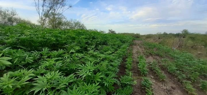 Sembradío de mariguana en Sinaloa. Foto cortesía Semar / Archivo 