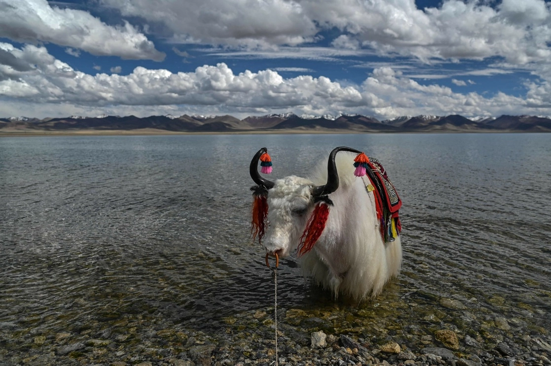 Un yak en el lago Namtso, cerca de Lhasa, en la región tibetana, el 2 de junio de 2021. Foto Afp 