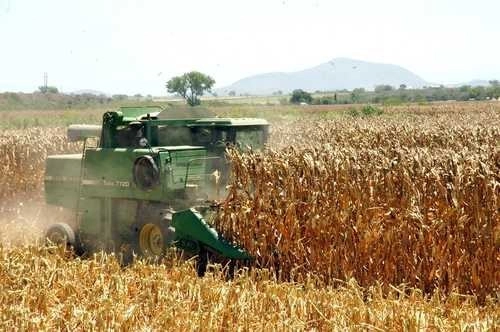 El Centro Internacional de Mejoramiento de Maíz y Trigo y el Colegio Superior Agropecuario del Estado de Guerrero firmaron un convenio para impulsar la investigación, cultivo y desarrollo de mejores prácticas en Guerrero. Foto Notimex/ archivo 