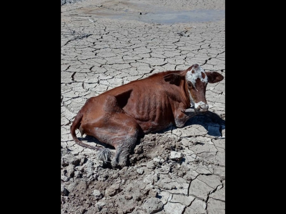 Ejidatarios de Chihuahua han alertado de la muerte de ganado por falta de agua en la presa El Granero, ubicada en el cauce del río Conchos, en el municipio de Aldama. Foto tomada del perfil de la organización Chihuahua Tiempo Severo en Facebook