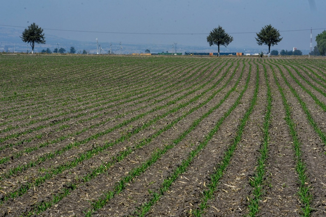 Producción agrícola en el Valle de Toluca. foto Cuartoscuro / Archivo