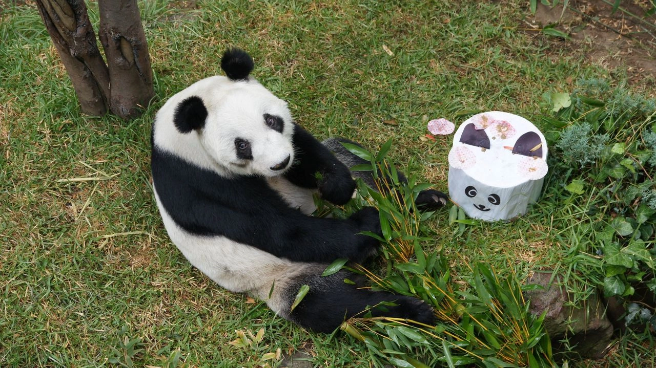 La panda gigante 'Xin Xin', embajadora de la vida silvestre de Chapultepec, es la única panda gigante en toda Latinoamérica y uno de los seis pandas gigantes más longevos del mundo. Foto
