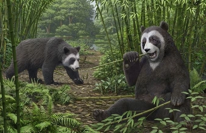 Una recreación artística del ‘Ailurarctos’ de Shuitangba. Foto Ilustración Mauricio Antón

