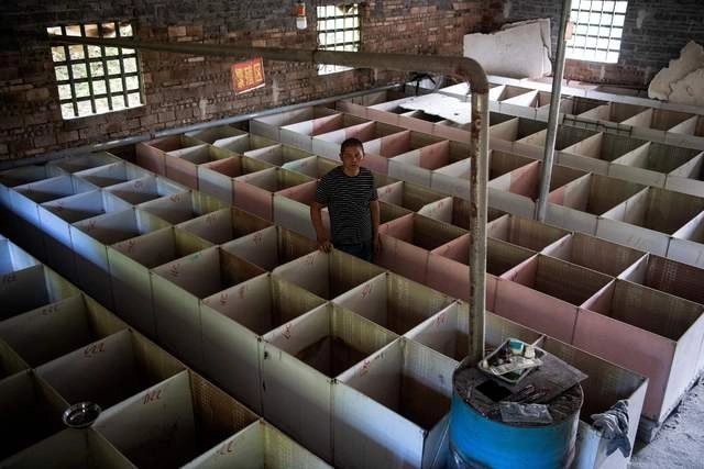 Un criador de ratas comestibles posa junto a cajas vacías, luego de que el gobierno prohibió los animales exóticos, en Shaoyang, China. Foto Afp 