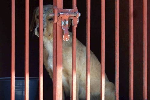 La Procuraduría Ambiental y de Ordenamiento Territorial presentó una iniciativa para la creación de una nueva Ley de Protección a los Animales en la Ciudad de México. Foto Jesús Villaseca / Archivo