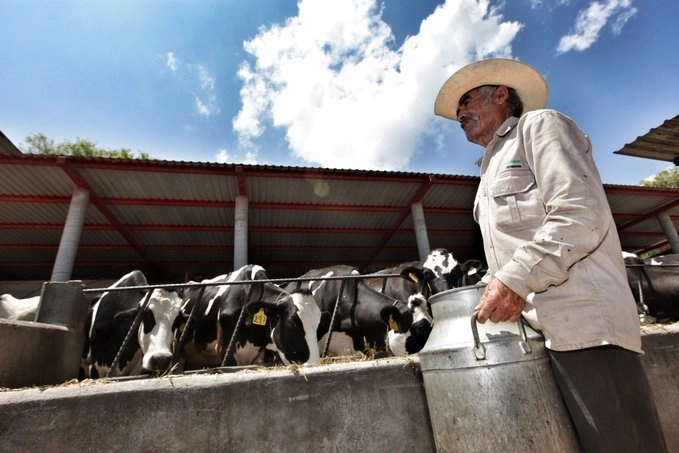 La Sader otorga apoyos a productores de leche para enfrentar la inflación económica global. Foto @SegalmexLiconsa