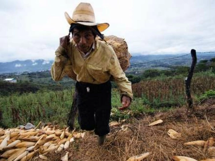 Campesino de Tila carga su cosecha de maíz. Foto Moysés Zúniga Santiago / Archivo