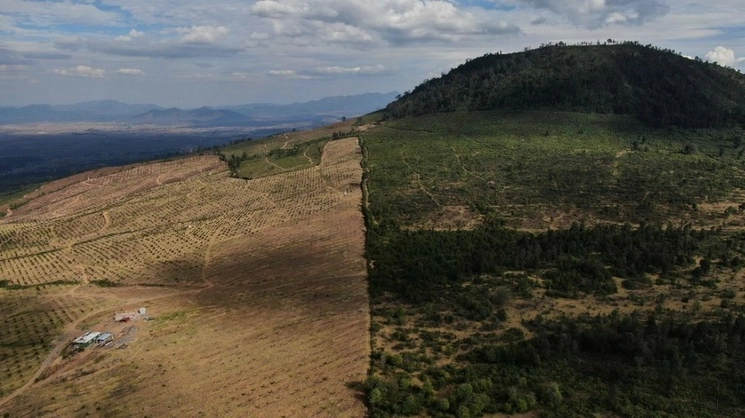 Pega cambio de uso de suelo a bosques en Michoacán