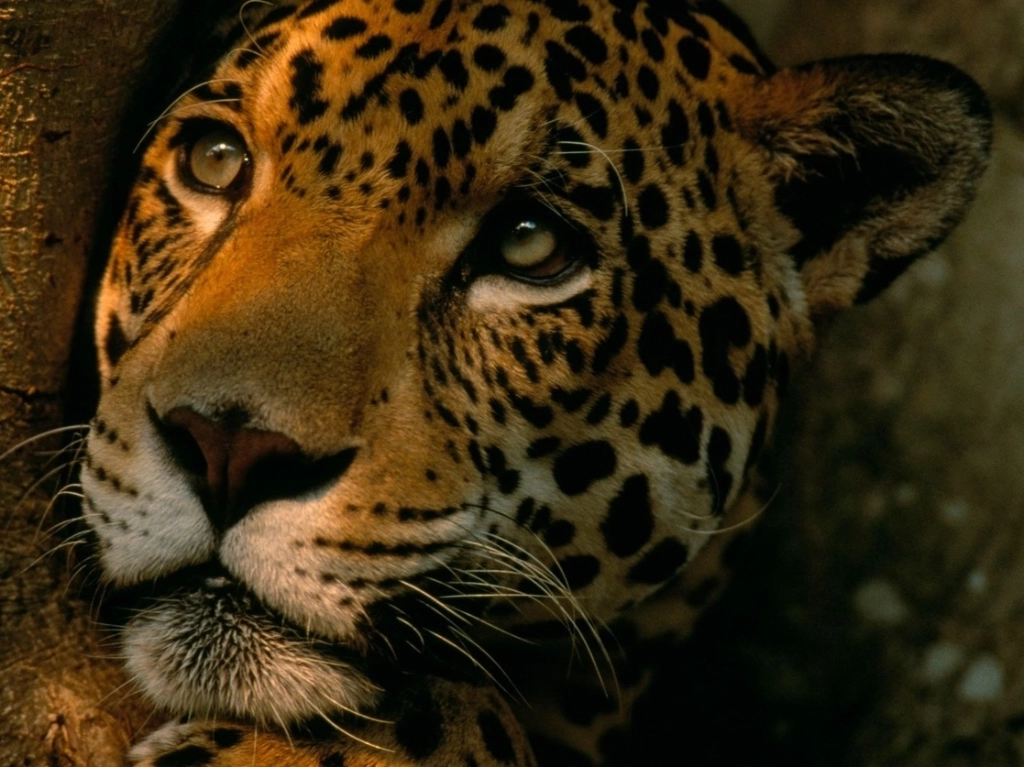 Se conmemoró el Día Internacional del Jaguar. Foto WWF.Mexico 