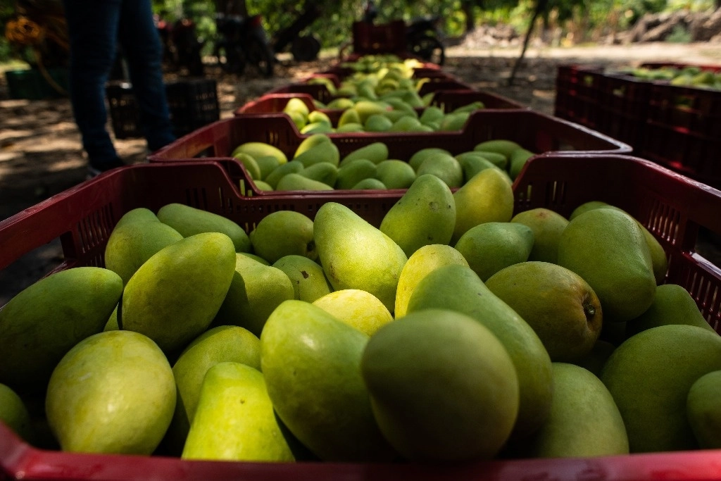 Las sanciones aplicadas por el gobierno de Estados Unidos a raíz de una agresión a dos de sus inspectores han causado a productores de mango de Michoacán pérdidas por alrededor de 30 millones de dólares. Foto Cuartoscuro