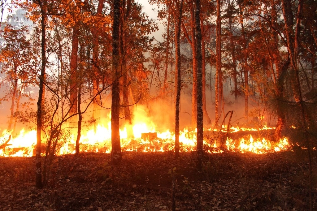 El incendio más grande, que comenzó el 24 de marzo, es el del municipio San Miguel Chimalapa, Oaxaca, en los predios Benito Juárez y López Portillo y Ciénega de León y López Portillo. Imagen de archivo / Conafor 