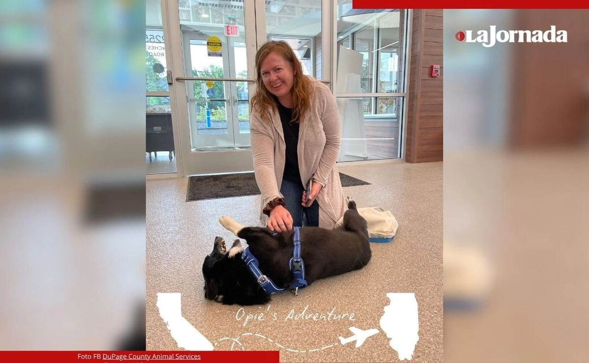 'Opie' fue resguardado en el centro de servicios animales del condado de Dupage, Illinois, hasta que fue entregado a sus dueños que volaron desde California, más de dos meses despúes de que el animal huyera de casa durante una fuerte tormenta. Foto  
