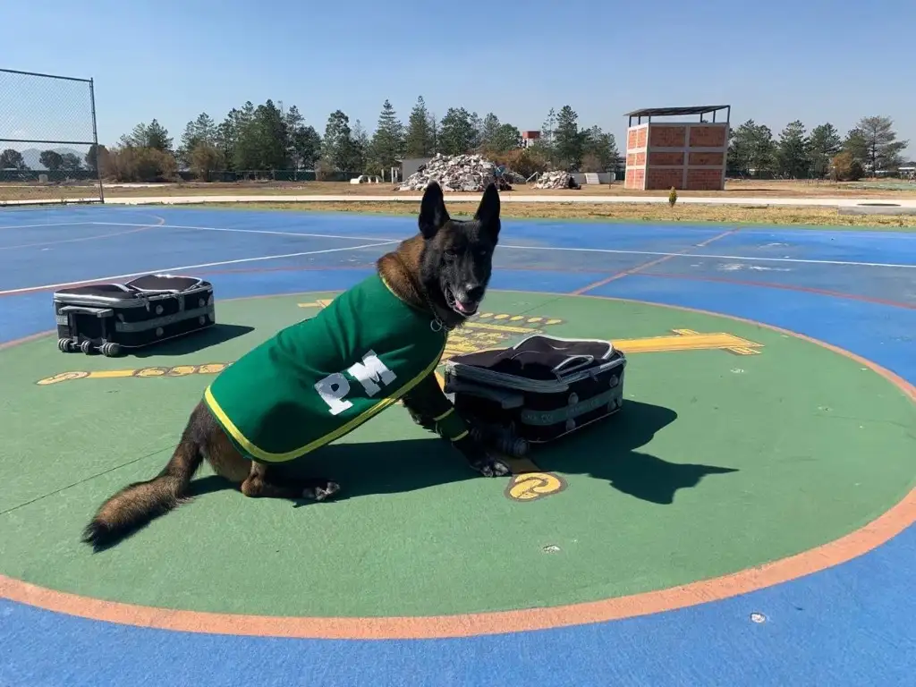En total 27 perros de raza  belga malinois forman parte de la policía castrense de la 37 Zona Militar. Foto La Jornada 