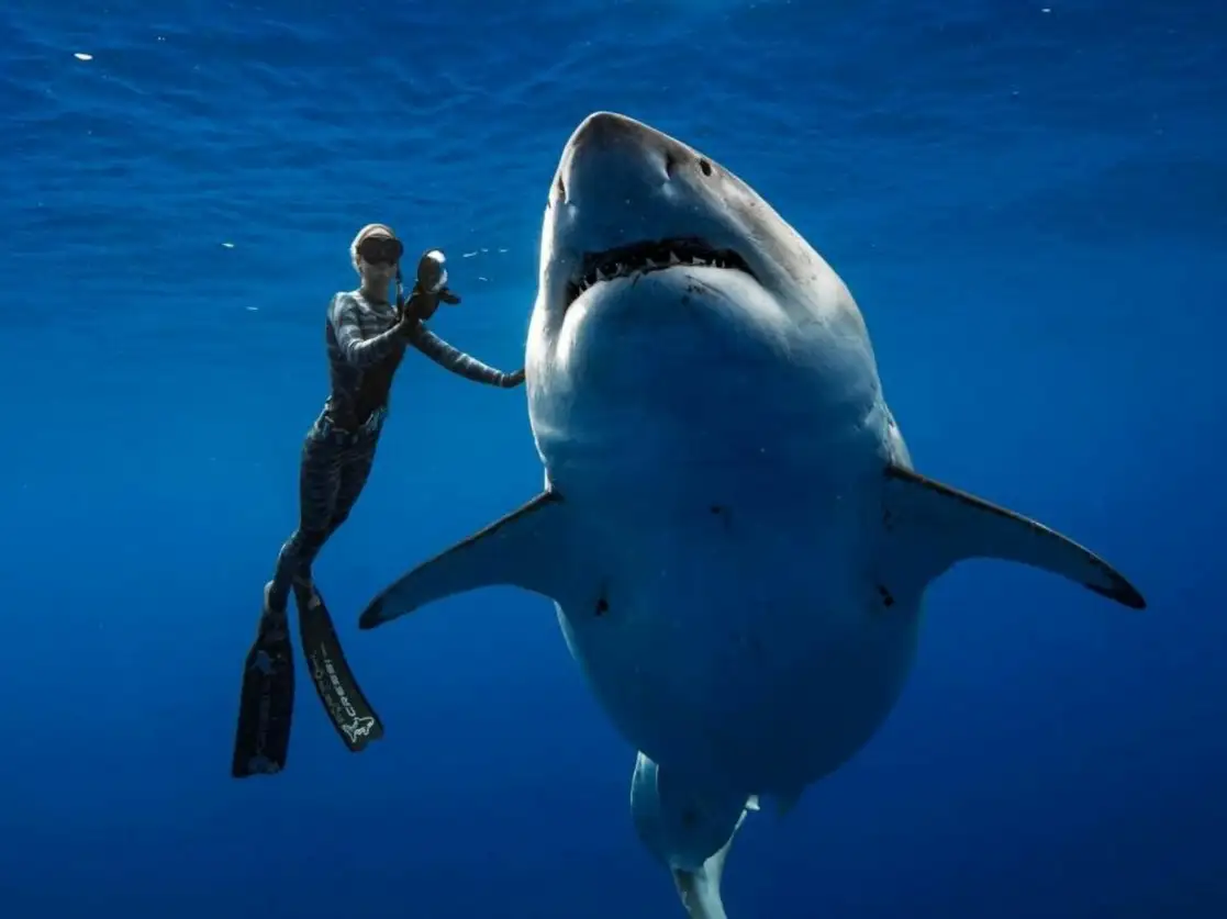 Tres cuartas partes de los animales estudiados están en extinción. Foto tomada del Instagram de @oneoceandiving / Archivo
