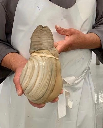La almeja chiluda es una especie con alto valores nutricionales y comerciales. Foto La Jornada 