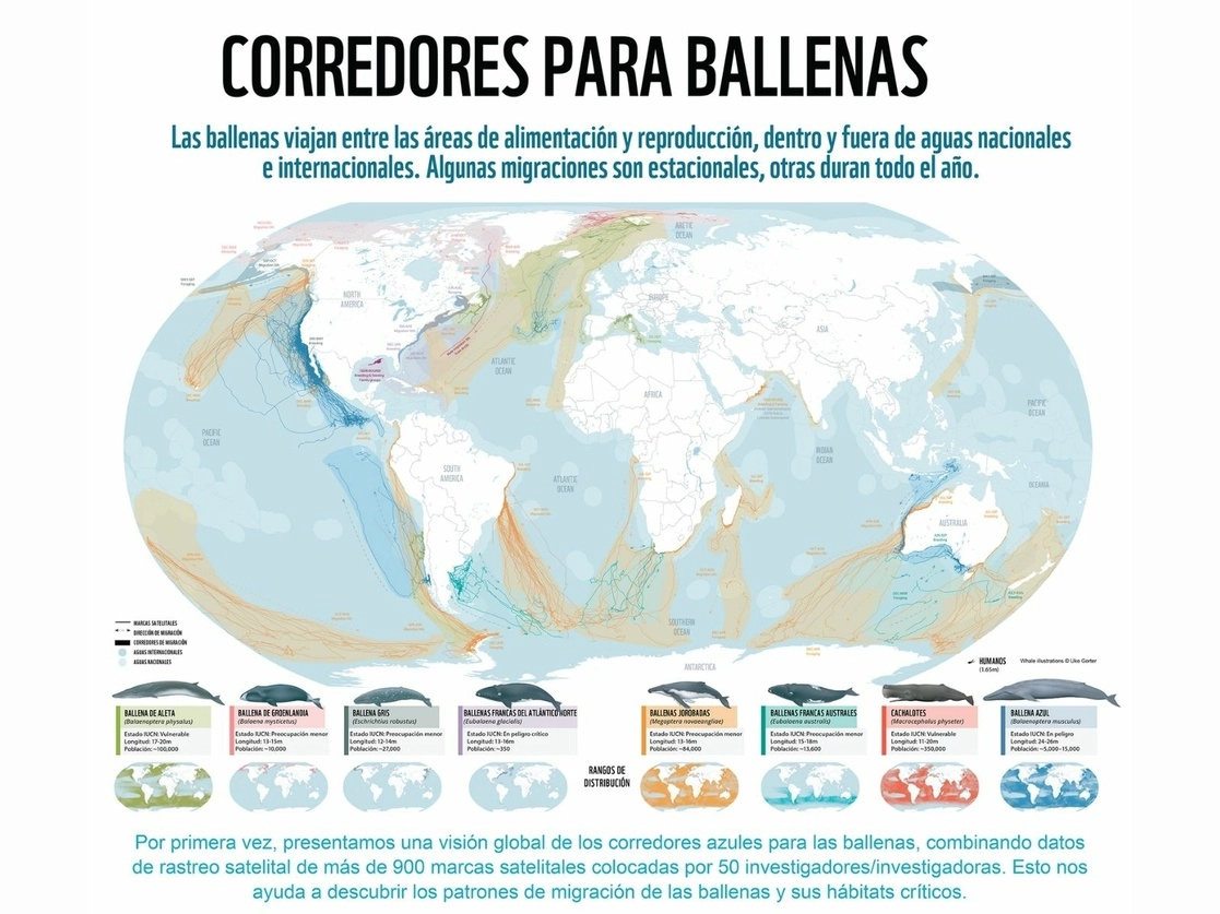 El WWF presentó el informe "Protegiendo los corredores azules", en el que por primera vez se visualizan las rutas de este mamífero. Imagen tomada del sitio de https://www.wwfca.org/?375150/Mapa-expone-por-primera-vez-los-peligros-a-lo-largo-de-las-rutas-migratorias-de-las-ballenas