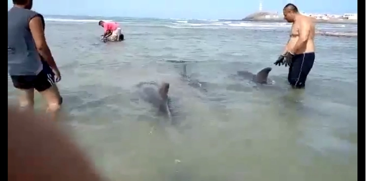 Lugareños grabaron la hazaña de los pescadores. Foto La Jornada
