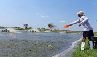 Se estima que en todo el país se comercializarán en todo el país alrededor de 150 mil toneladas de pescados y mariscos. Foto cortesía Conapesca