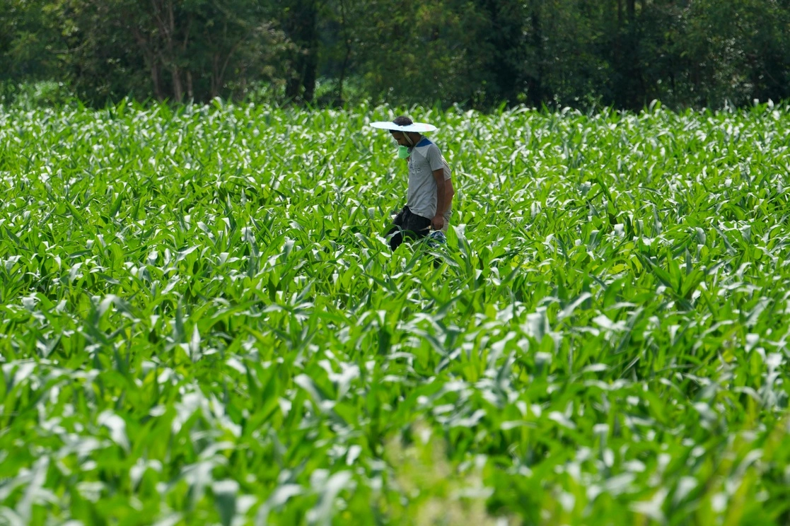 Un trabajador atraviesa un campo de maíz. Foto Ap