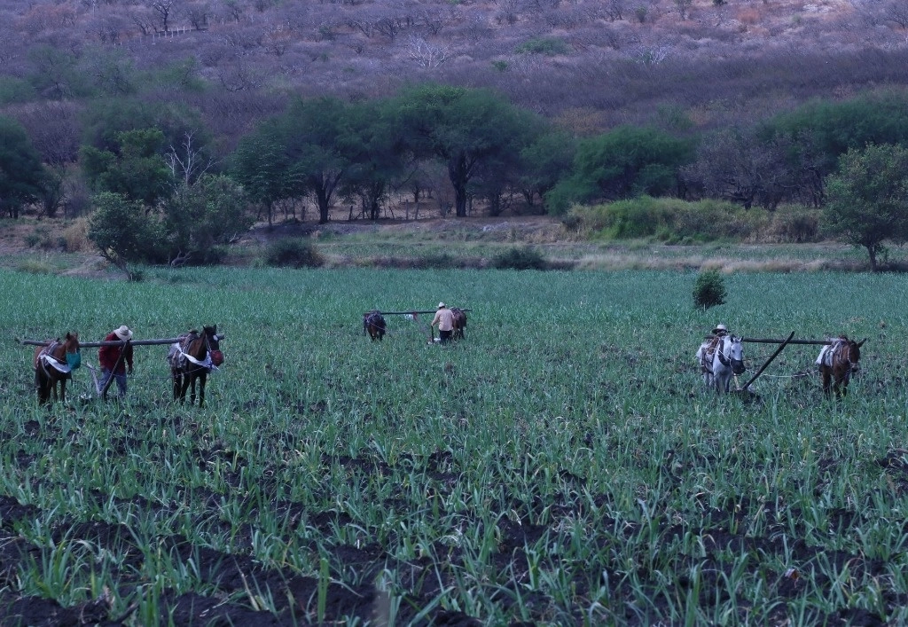 Campesinos aran con una yunta un cañaveral en la comunidad de La Carpa en Tlaquiltenango, Morelos. Foto Cuartoscuro / Archivo