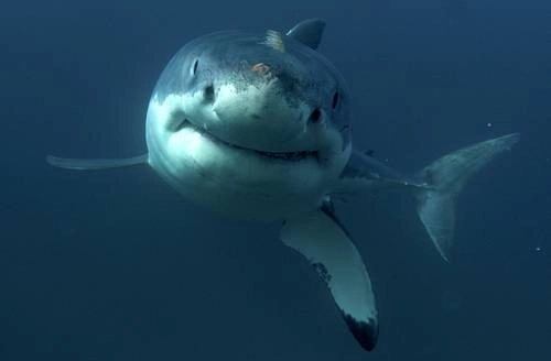 Carne de tiburón y rayas, dos terceras partes de lo que pescaderías y restaurantes ofrecen como bacalao. Foto Ap