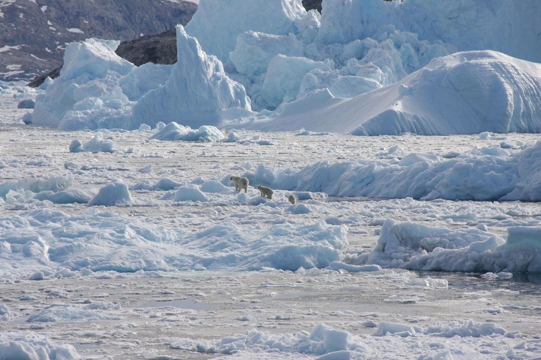 Los animales usan hielo fresco como plataforma para cazar focas durante todo el año. Foto NASA