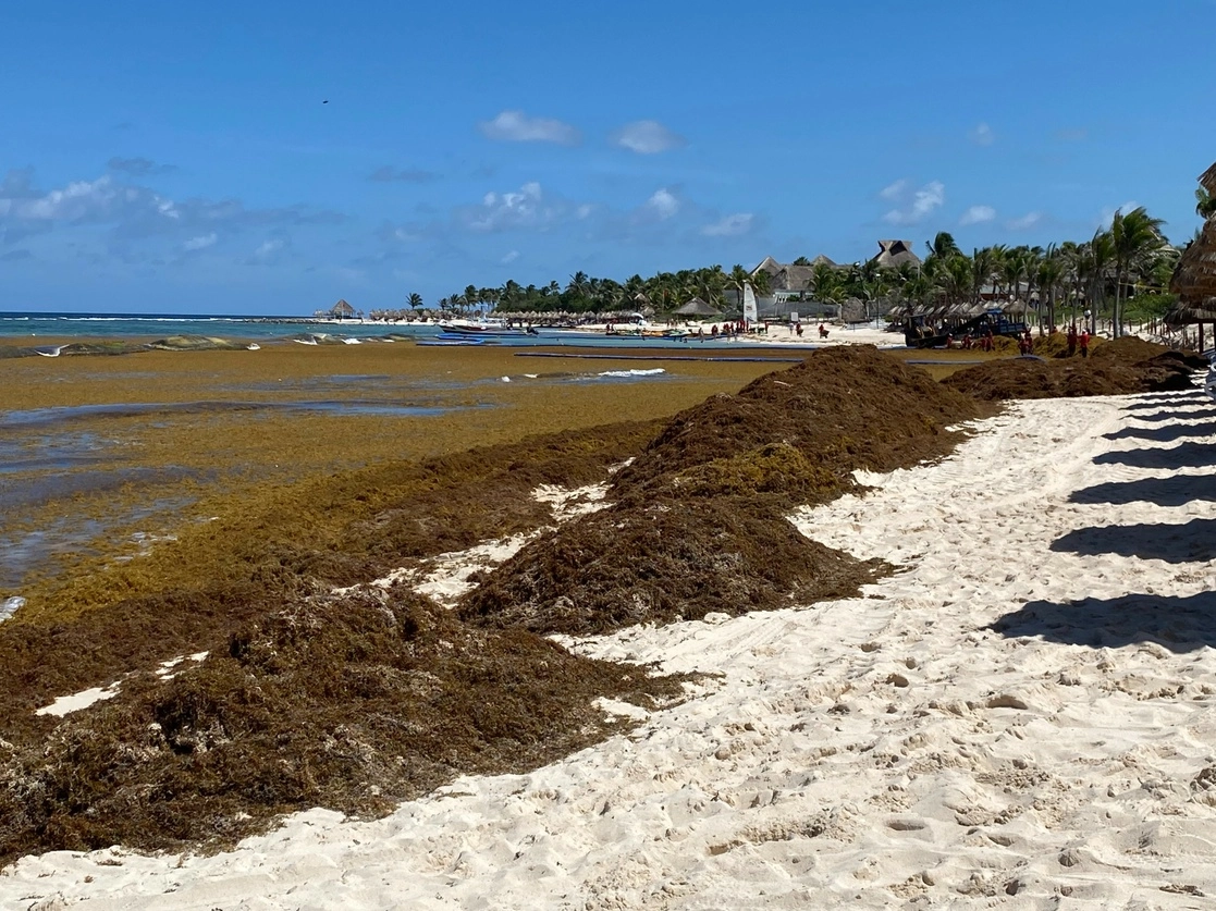 Sargazo en playas de Quintana Roo. Foto Patricia Vázquez
