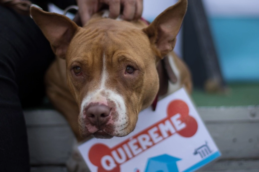 El Centro de Transferencia Canina del Metro promueve la adopción de perros que son rescatados en diversas estaciones o áreas de ese sistema de transporte. Foto Cuartoscuro / Archivo